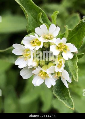 Hoary alyssum (Berteroa incana) Plantae Foto Stock
