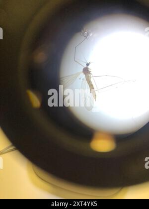 Gnat invernale (Trichocera annulata) Insecta Foto Stock