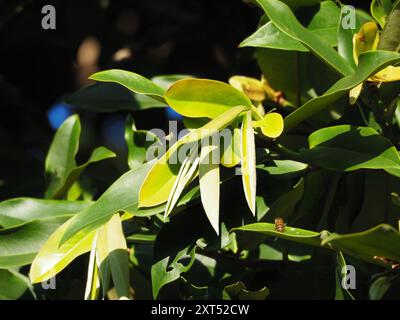 Burro di frutta (Diospyros blancoi) Plantae Foto Stock