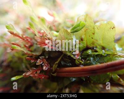 Grandleaf Rhizomnium Moss (Rhizomnium magnifolium) Plantae Foto Stock