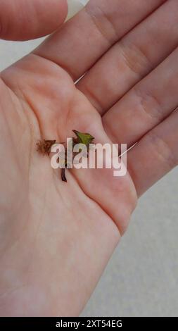 Thorn Treehopper (Umbonia crassicornis) Insecta Foto Stock