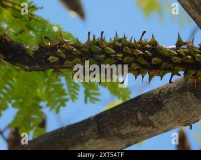 Thorn Treehopper (Umbonia crassicornis) Insecta Foto Stock