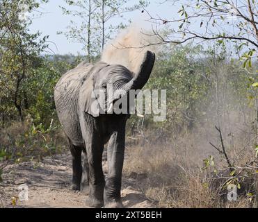 Elefante spolverato di baule, area di Kruger, Sud Africa Foto Stock