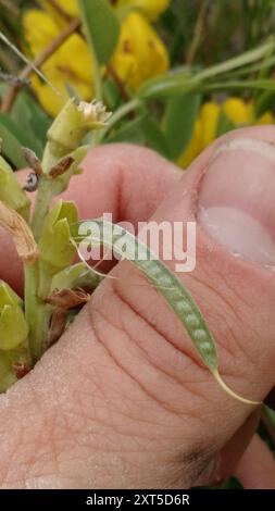 Plantae di fagioli d'oro (Thermopsis rhombifolia) Foto Stock