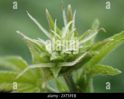Luppolo giapponese (Humulus Scandens) Plantae Foto Stock