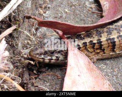 San Francisco Alligator Lizard (Elgaria coerulea coerulea) Reptilia Foto Stock