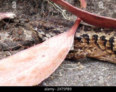 San Francisco Alligator Lizard (Elgaria coerulea coerulea) Reptilia Foto Stock