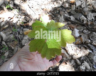 Pacific Sanicle (Sanicula crassicaulis) Plantae Foto Stock