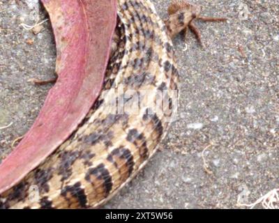 San Francisco Alligator Lizard (Elgaria coerulea coerulea) Reptilia Foto Stock