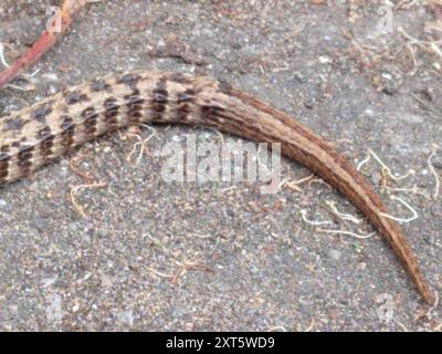 San Francisco Alligator Lizard (Elgaria coerulea coerulea) Reptilia Foto Stock