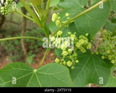 Barbados Nut (Jatropha curcas) Plantae Foto Stock