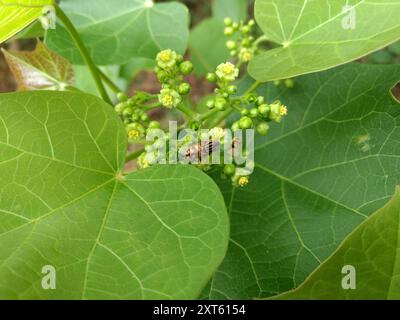 Barbados Nut (Jatropha curcas) Plantae Foto Stock