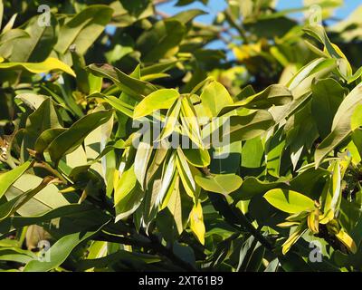 Burro di frutta (Diospyros blancoi) Plantae Foto Stock
