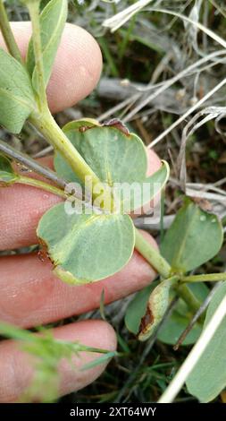 Plantae di fagioli d'oro (Thermopsis rhombifolia) Foto Stock