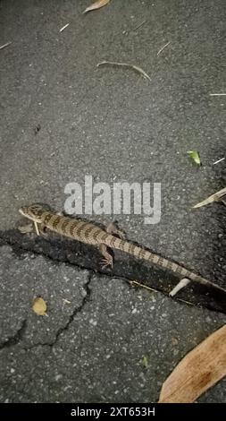 Skink rosa (Cyclodomorphus gerrardii) Reptilia Foto Stock