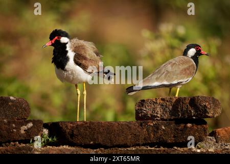 Tette rosse Vanellus indicus Asian plover, wader in Charadriidae, uccelli terrestri incapaci di appollaiare. Uccello d'acqua sull'erba e anci Foto Stock