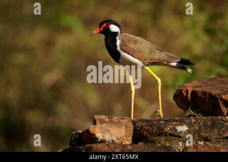 Tette rosse Vanellus indicus Asian plover, wader in Charadriidae, uccelli terrestri incapaci di appollaiare. Uccello d'acqua sull'erba e anci Foto Stock