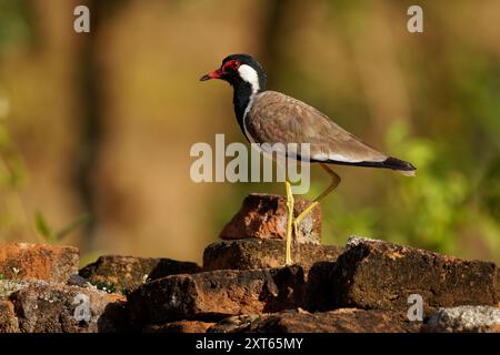 Tette rosse Vanellus indicus Asian plover, wader in Charadriidae, uccelli terrestri incapaci di appollaiare. Uccello d'acqua sull'erba e anci Foto Stock