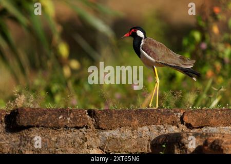 Tette rosse Vanellus indicus Asian plover, wader in Charadriidae, uccelli terrestri incapaci di appollaiare. Uccello d'acqua sull'erba e anci Foto Stock