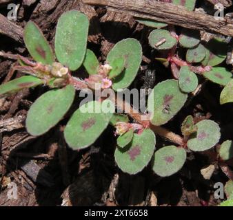 Spurge maculata (Euphorbia maculata) Plantae Foto Stock