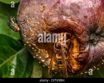 Primo piano di un calabrone che mangiava mela marcio che cresceva sull'albero di mela Foto Stock