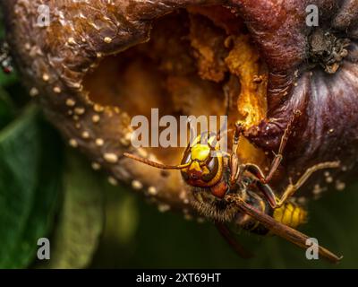 Primo piano di un calabrone che mangiava mela marcio che cresceva sull'albero di mela Foto Stock