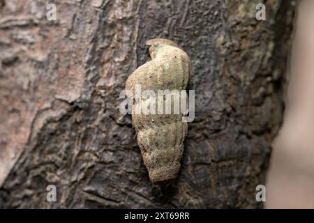 Un bellissimo Bucky arrampicante (Cerithidea decollate), noto anche come lumaca di mangrovie troncata, sul tronco di un albero di mangrovia Foto Stock