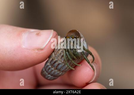 Un simpatico granchio eremita che abita la conchiglia di un cucciolo in salita tra le mangrovie lungo un estuario Foto Stock