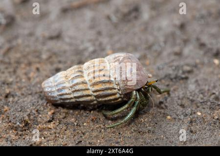 Un simpatico granchio eremita che abita la conchiglia di un cucciolo in salita tra le mangrovie lungo un estuario Foto Stock