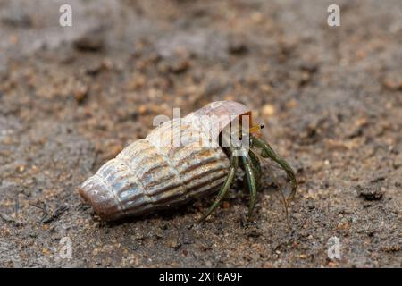 Un simpatico granchio eremita che abita la conchiglia di un cucciolo in salita tra le mangrovie lungo un estuario Foto Stock