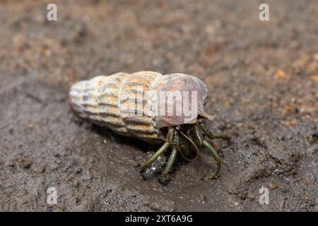 Un simpatico granchio eremita che abita la conchiglia di un cucciolo in salita tra le mangrovie lungo un estuario Foto Stock