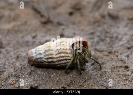 Un simpatico granchio eremita che abita la conchiglia di un cucciolo in salita tra le mangrovie lungo un estuario Foto Stock