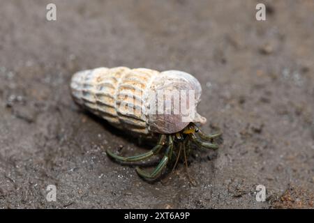 Un simpatico granchio eremita che abita la conchiglia di un cucciolo in salita tra le mangrovie lungo un estuario Foto Stock