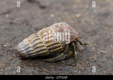 Un simpatico granchio eremita che abita la conchiglia di un cucciolo in salita tra le mangrovie lungo un estuario Foto Stock