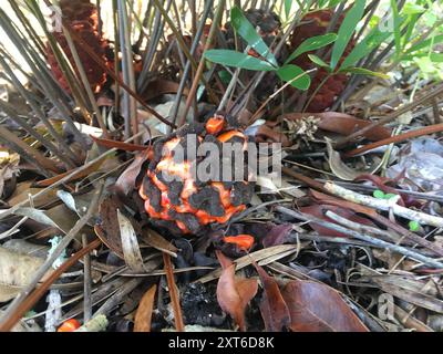 Coontie (Zamia integrifolia) Plantae Foto Stock