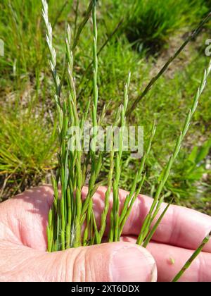 Ryegrass perenne (Lolium perenne) Plantae Foto Stock