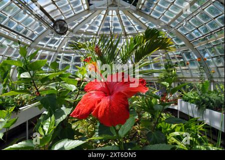 Un fiore fiorisce all'interno della serra ricostruita al Frick Pittsburgh, parte dell'ex tenuta della famiglia Frick, ora aperta al pubblico. Foto Stock