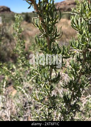 Greasewood (Sarcobatus vermiculatus) Plantae Foto Stock