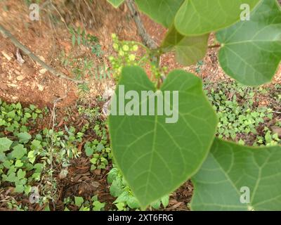 Barbados Nut (Jatropha curcas) Plantae Foto Stock