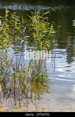 Alte canne verdi che crescono al bordo di un corpo d'acqua calmo, con riflessi sulla superficie dell'acqua. Foto Stock