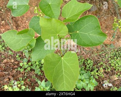 Barbados Nut (Jatropha curcas) Plantae Foto Stock