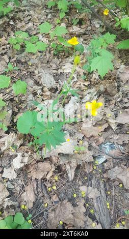 Kashubian Buttercups (Ranunculus cassubicus) Plantae Foto Stock