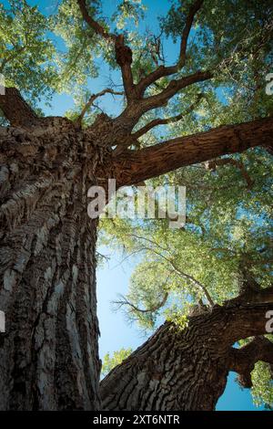 Guardando un alto albero di cottonwood a Sedona, Arizona Foto Stock