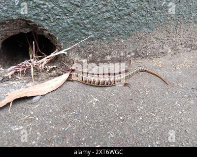 San Francisco Alligator Lizard (Elgaria coerulea coerulea) Reptilia Foto Stock