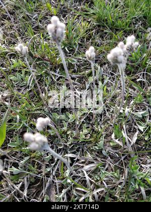 Pussytoes (Antennaria neglecta) Plantae Foto Stock
