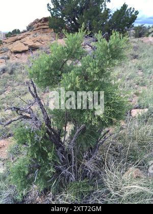 Greasewood (Sarcobatus vermiculatus) Plantae Foto Stock
