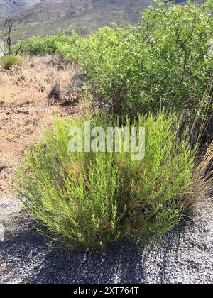 Scopa serpente (Gutierrezia sarothrae) Plantae Foto Stock