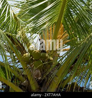 Vibranti palme da cocco sotto il sole, con rigogliose fronde verdi e fresche noci di cocco, una perfetta scena da spiaggia tropicale per rilassarsi e godersi la pace. Foto Stock