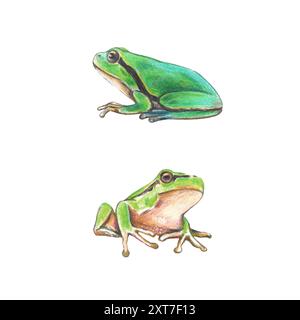 Rane verdi realistiche disegnate a mano. Illustrazione a matita delle rane degli alberi. Foto Stock