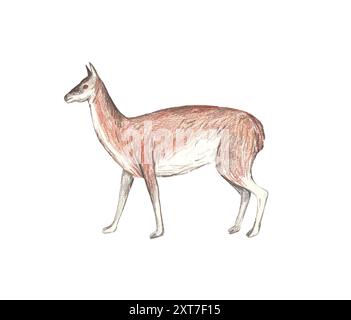 Llama sketch, isolato su sfondo bianco. Illustrazione delle matite colorate disegnate a mano. Foto Stock